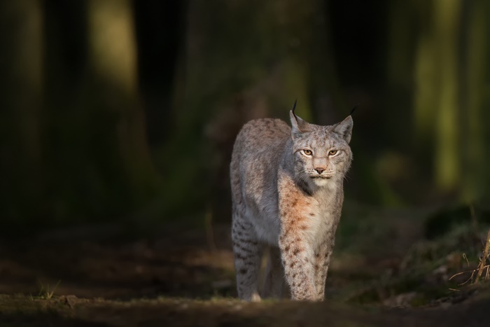 Majestic Lynx, a big cat, in a dark forest