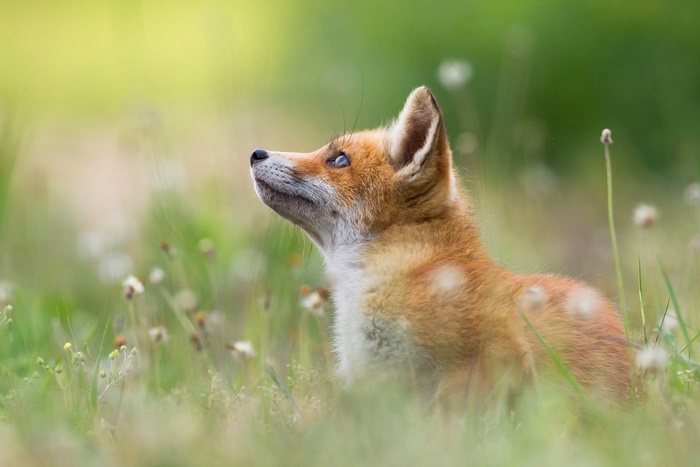 Baby Fox Looking Up in a Grassy Field