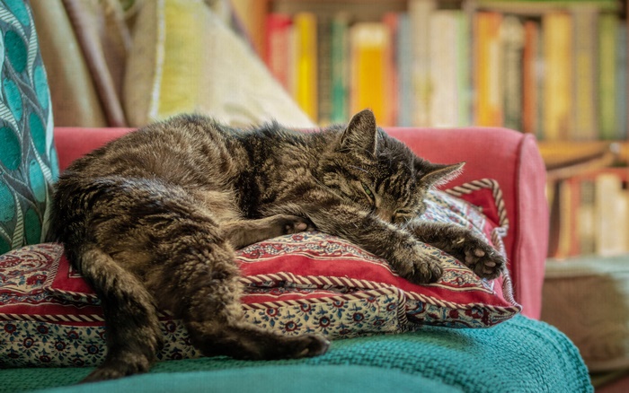 Sleeping tabby cat on a cozy couch