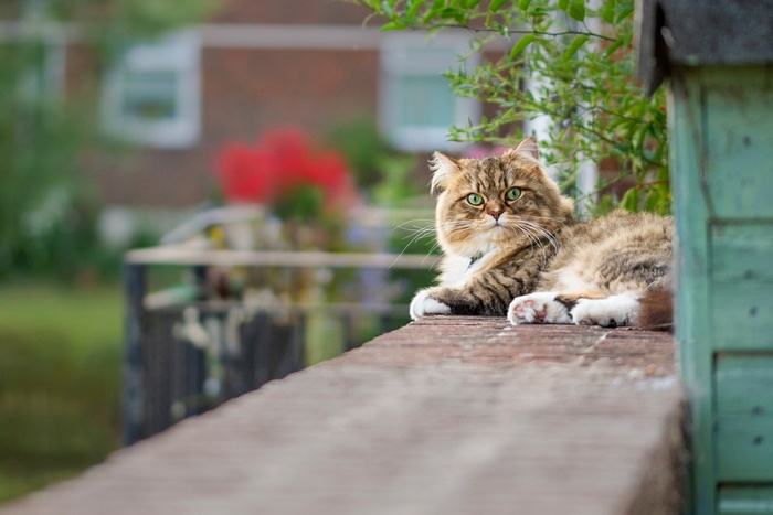 Fluffy pet cat with green eyes on a wall