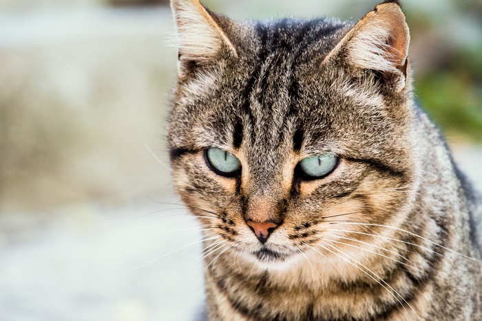 Tabby cat with stunning blue-green eyes