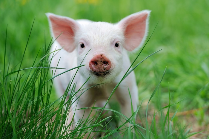 Cute piglet in green grass