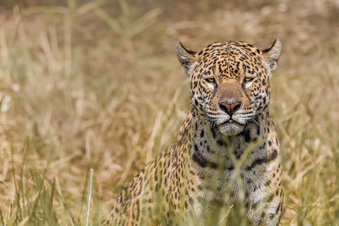 Jaguar predator in golden dry grass
