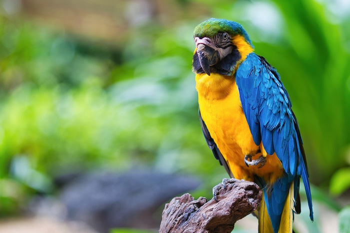 Blue-and-yellow Macaw Parrot Perched on a Branch