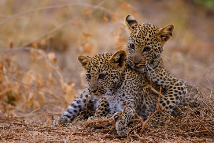 Two adorable leopard cubs