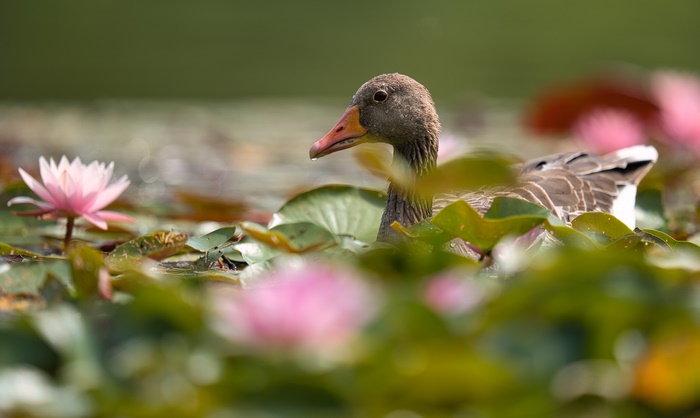 Goose swimming among pink water lilies