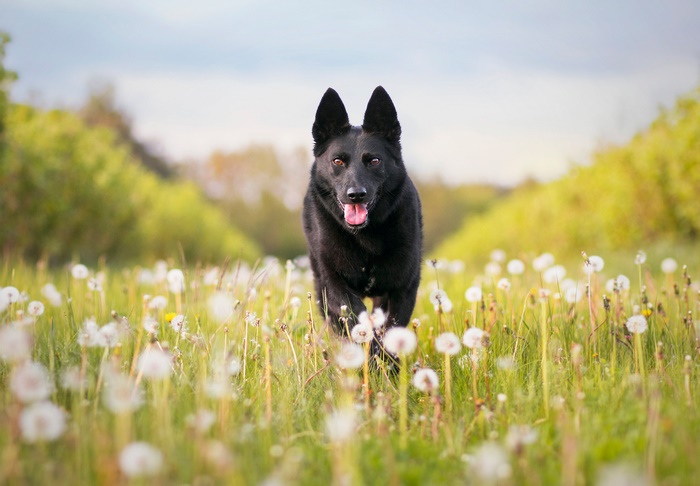 Black German Shepherd running through dandelions