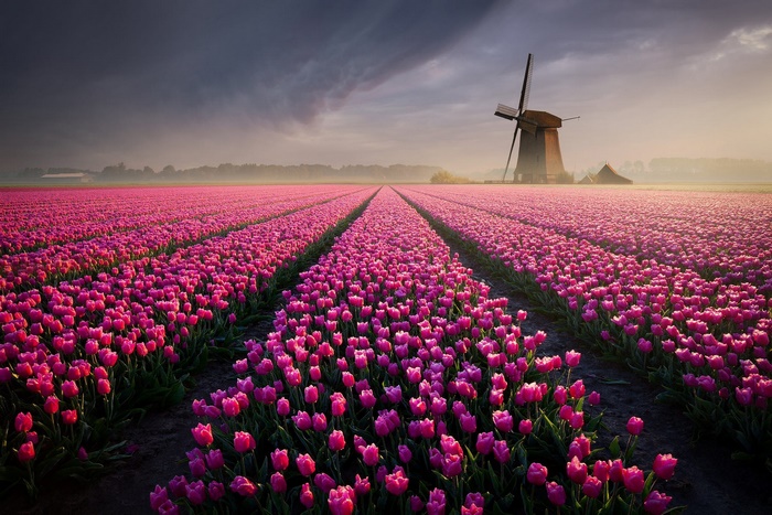 Pink Tulip Field with Windmill under a Dramatic Sky