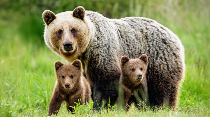 Grizzly Bear Mother and Two Cubs in Grass