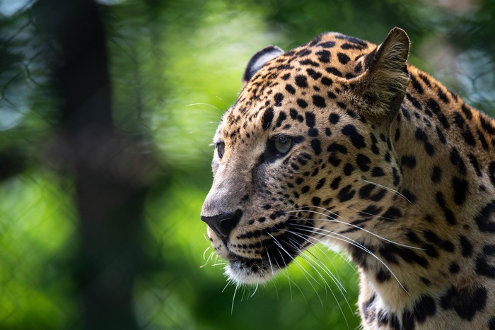 Close-up profile of a majestic Leopard Big Cat