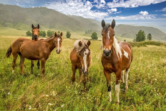 Four horses in a mountain meadow