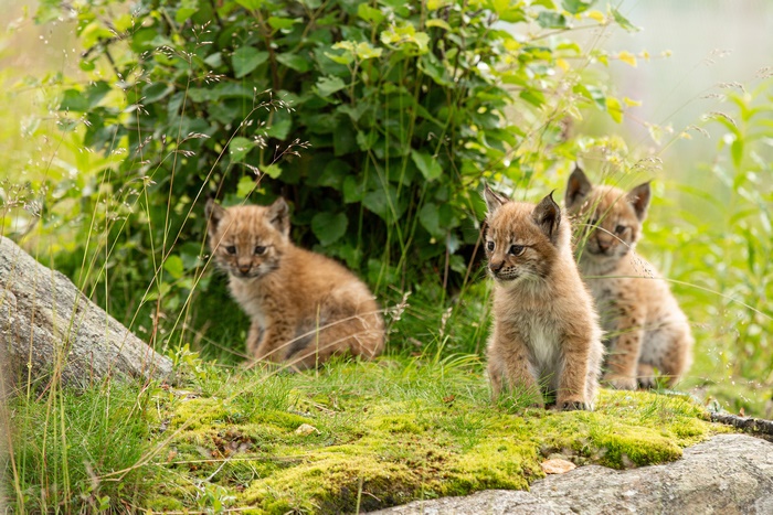 Three Lynx Cubs in Natural Habitat