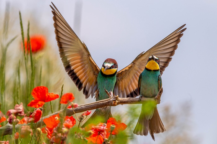 European Bee-Eaters with wings spread among poppies