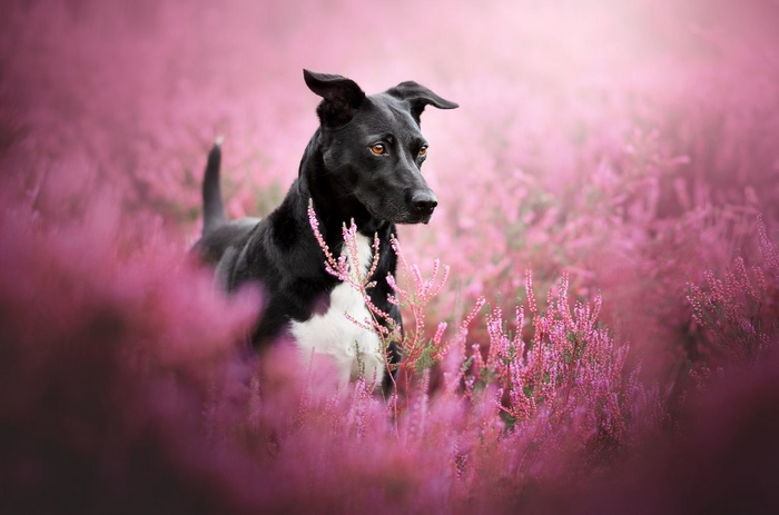 Black dog standing in vibrant pink heather