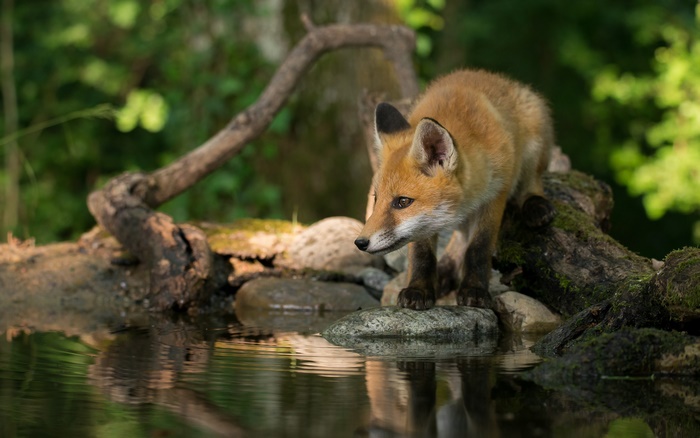 Red Fox Kit at the Water's Edge