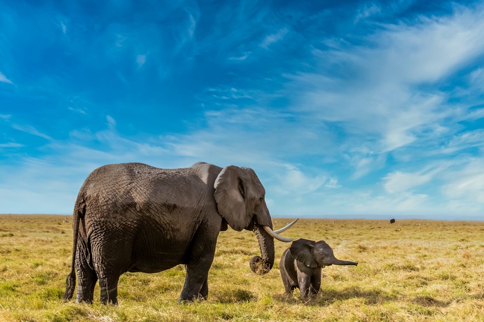 Mother and Baby Elephants Roaming the Savannah
