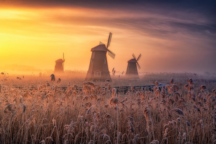 Misty Windmills and Frosted Reeds at Sunrise