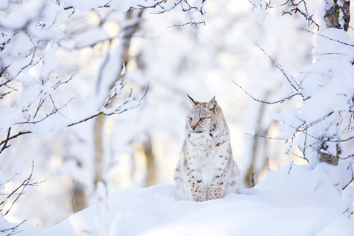 Lynx in Winter Snow