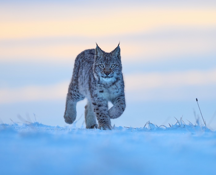 Lynx Big Cat Walking in Winter Snow