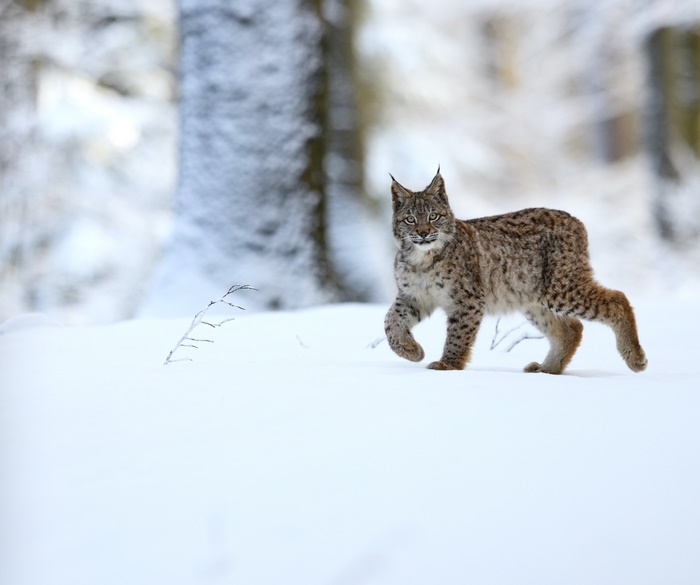 Lynx walking in snow