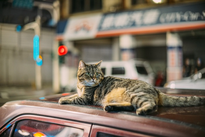 Curious tabby cat on car roof, city lights