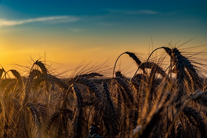 Golden sunset over a wheat field