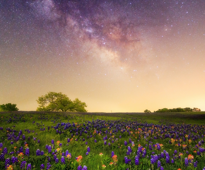 Milky Way over a field of vibrant wildflowers at night