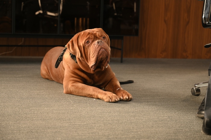 Dogue de Bordeaux dog from Turner and Hooch