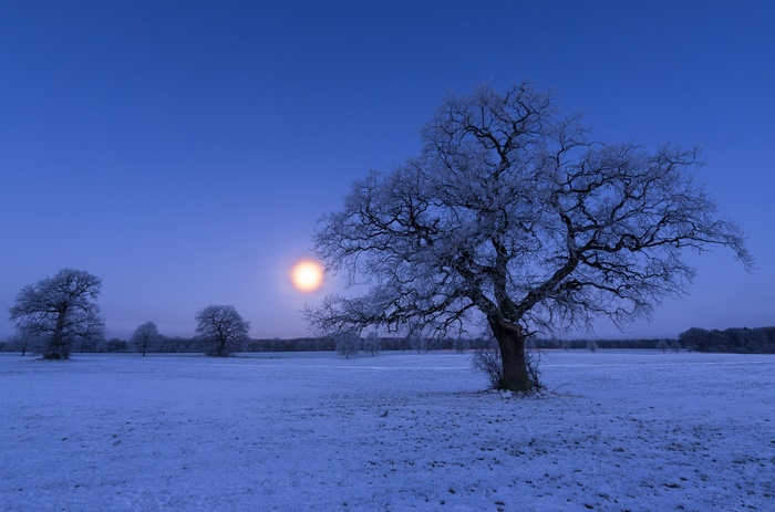 Frosted Winter Trees and Glowing Sun
