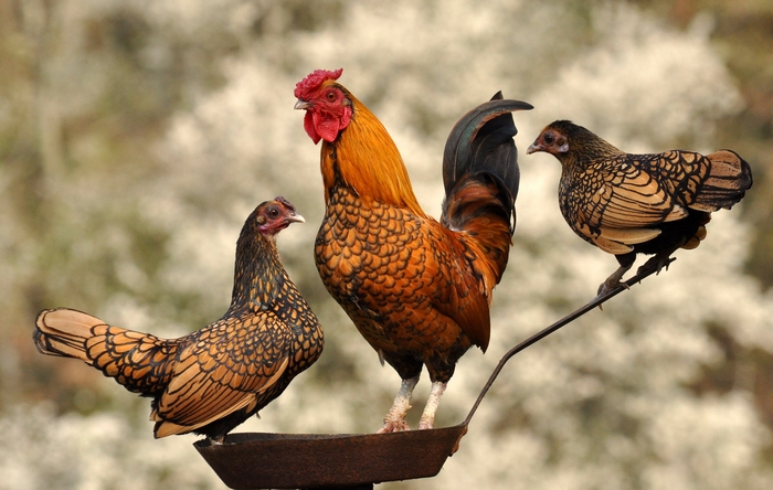 Gold Laced Sebright Rooster and Hens
