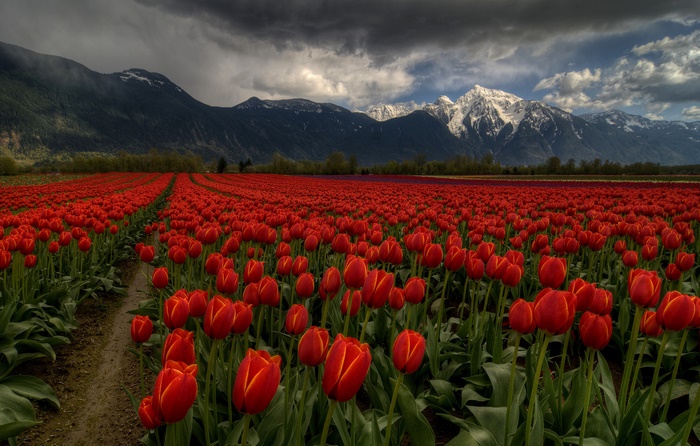 Red Tulip Field with Snowy Mountains