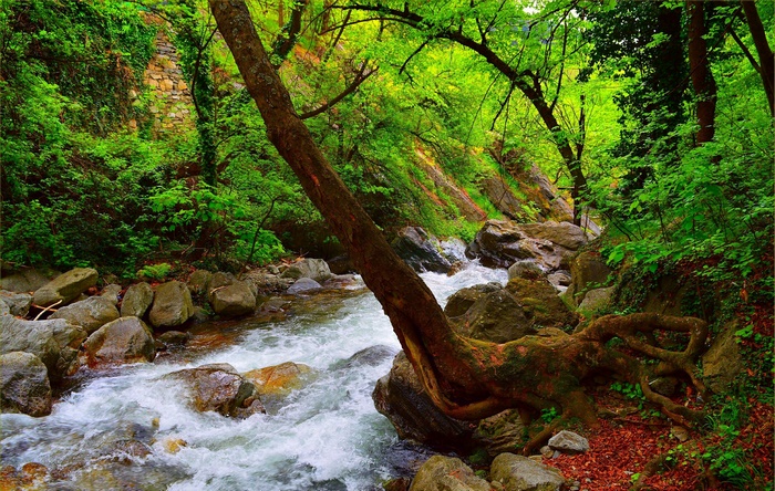 Rushing River in a Verdant Forest
