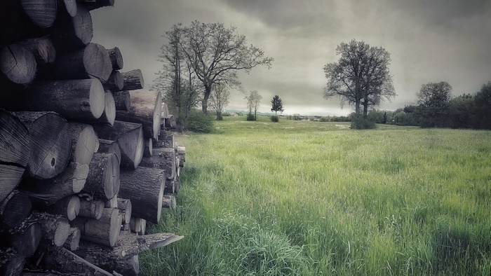 4K Landscape: Stacked logs by a green field and trees