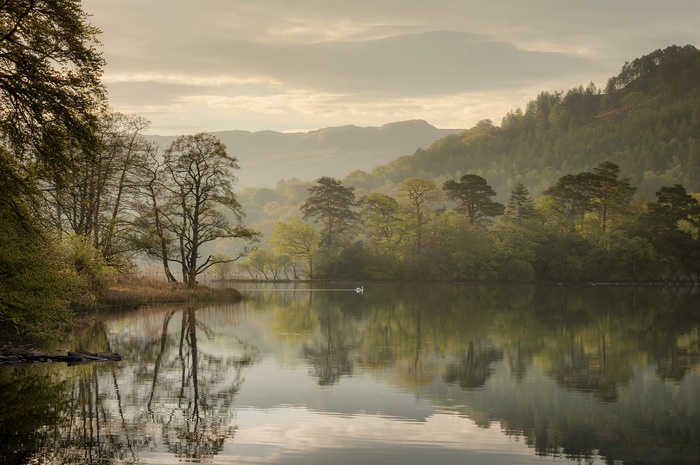 Misty Lake Reflections with Swan and Trees