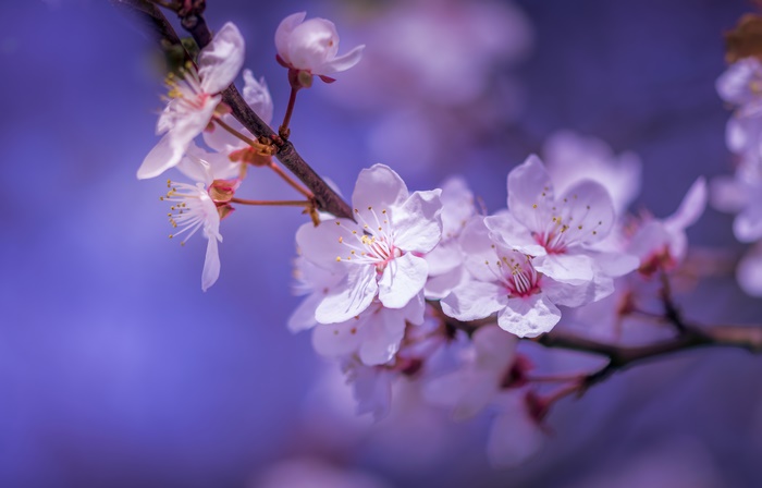 Delicate pink blossoms with a purple background