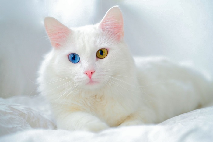White Cat with Heterochromia