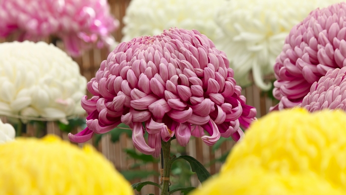Vibrant Pink Chrysanthemum in a Floral Display