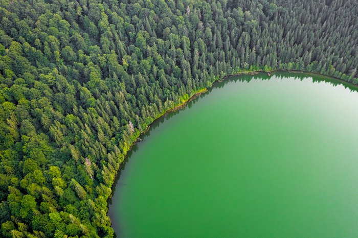 Aerial view of vibrant green lake and forest