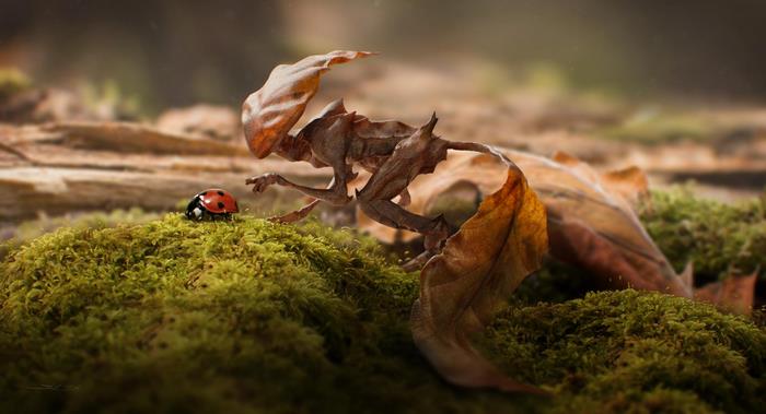 Leaf Alien and Ladybug on Mossy Ground