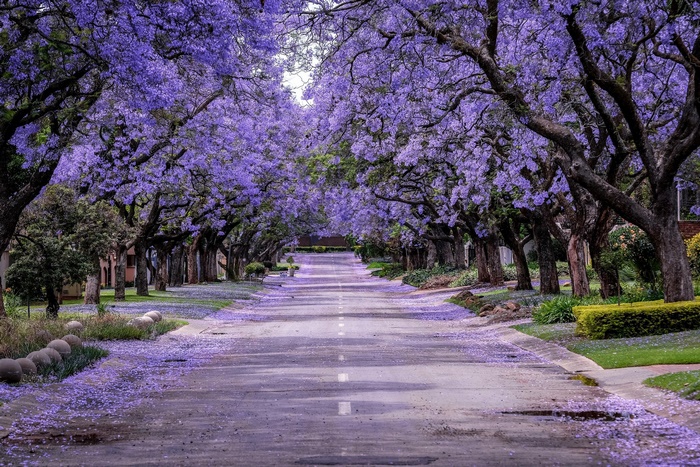 Purple Blossom Tree-Lined Road