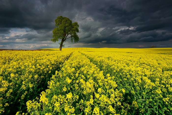 Yellow Rapeseed Field and Lone Tree under Stormy Sky