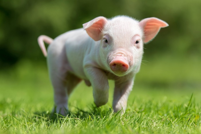 4K Close-Up of Adorable Baby Piglet