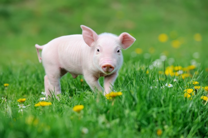 Piglet in Green Meadow 4K