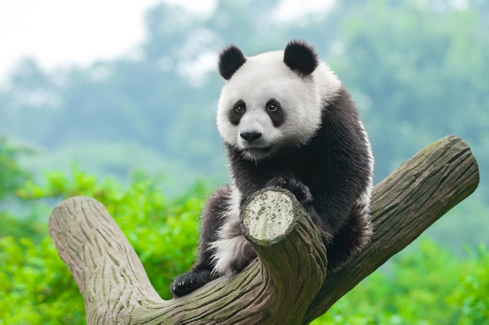 Panda Relaxing on Tree Branch 4K