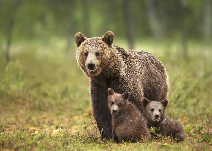 Brown Bear Mother and Two Cubs