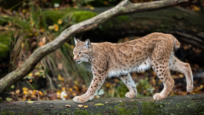 Lynx big cat walking on a mossy log