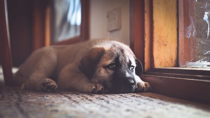 Sad puppy resting by the window