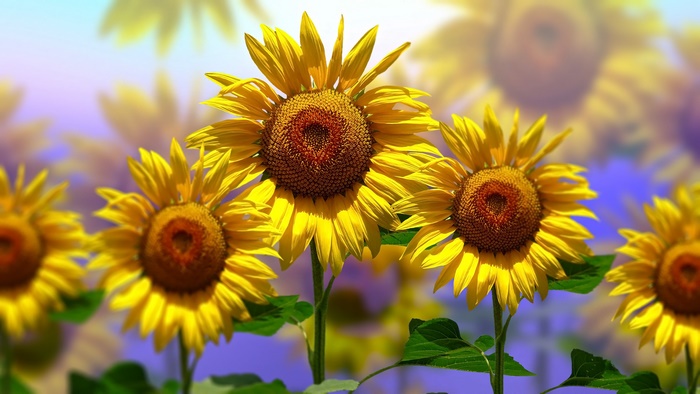Vibrant Yellow Sunflowers in a Field