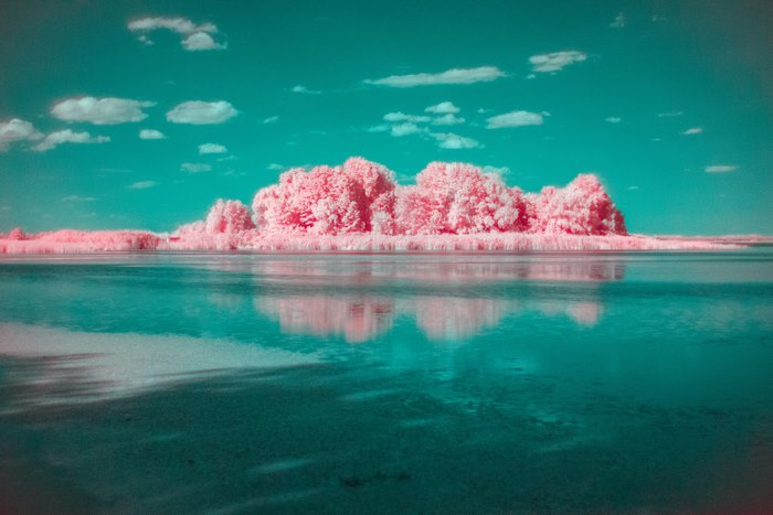 Vibrant Infrared Landscape with Pink Trees and Teal Water