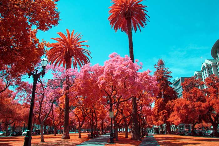 Infrared Park with Pink and Orange Trees